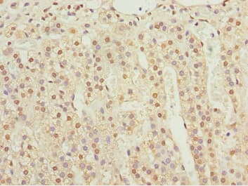 KPNA6 Antibody