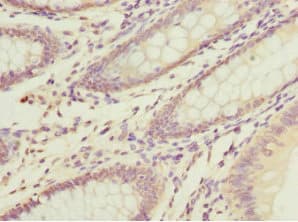DNAJA2 Antibody
