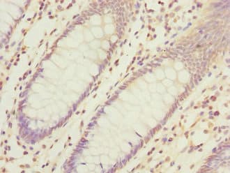 HIST1H3A Antibody