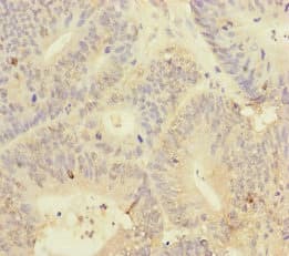 YME1L1 Antibody