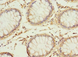 REC8 Antibody