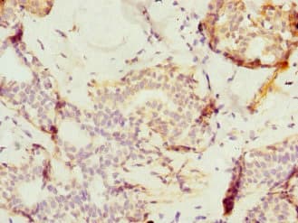 TAF12 Antibody