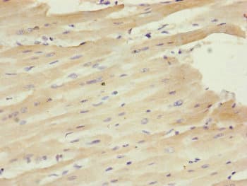 CETN1 Antibody