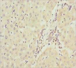 NDUFA9 Antibody