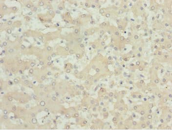 MOCS3 Antibody