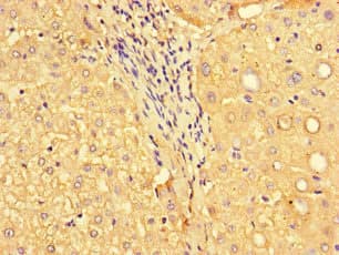 MYH3 Antibody