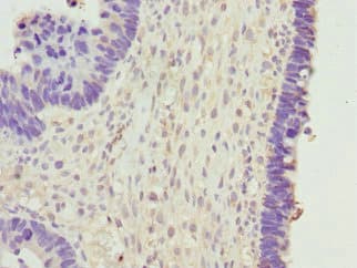 BPGM Antibody