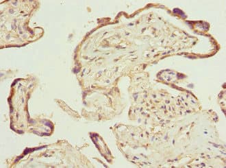 PTGES2 Antibody