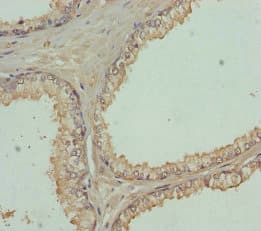 FBXO7 Antibody