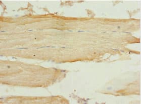 PEX7 Antibody