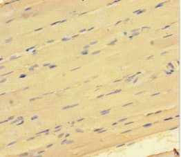 GATA5 Antibody