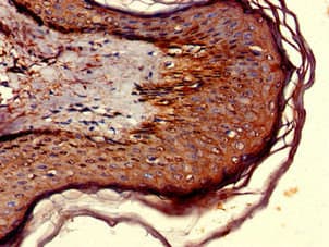 NXPH1 Antibody