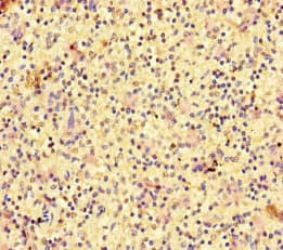 RAC1 Antibody