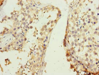 REC8 Antibody