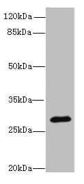 CAPNS2 Antibody
