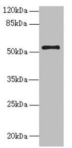 NLE1 Antibody