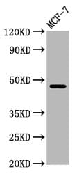 WDFY2 Antibody