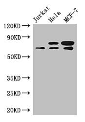 INTS9 Antibody