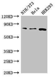PCCA Antibody
