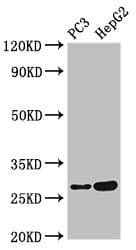 IL34 Antibody