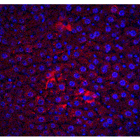 Polyclonal Rabbit anti-Human CFLAR / FLIP Antibody (IHC, IF, WB)