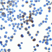 LIN54 Antibody