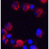 Polyclonal Rabbit anti-Human C18orf42 Antibody (IF, WB)
