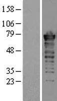 FUS / TLS Protein (Over-Expression Lysate Myc-DDK (Flag))