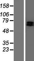 GRK6 Protein (Over-Expression Lysate Myc-DDK (Flag))