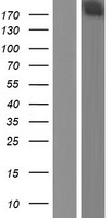 DENN / MADD Protein (Over-Expression Lysate Myc-DDK (Flag))