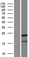 PPIAL4C Protein (Over-Expression Lysate Myc-DDK (Flag))