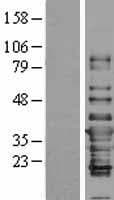 IFI35 Protein (Over-Expression Lysate Myc-DDK (Flag))