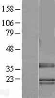 TRA2B / SFRS10 Protein (Over-Expression Lysate Myc-DDK (Flag))