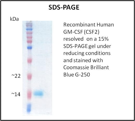 Human CSF2 / GM-CSF Protein (Recombinant)