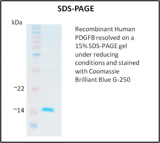 Human PDGF-BB Protein (Recombinant)