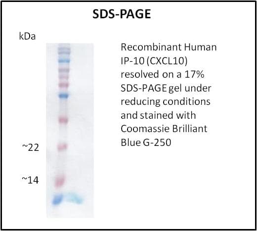 Human CXCL10 / IP-10 Protein (Recombinant)