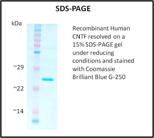 Human CNTF Protein (Recombinant)