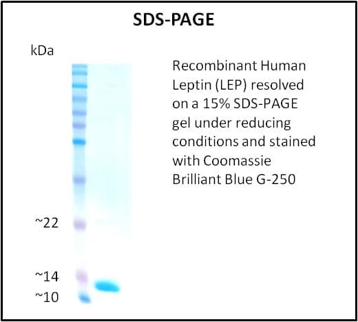 Human Leptin Protein (Recombinant)