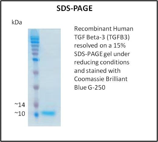 Human TGFB3 / TGF Beta3 Protein (Recombinant)