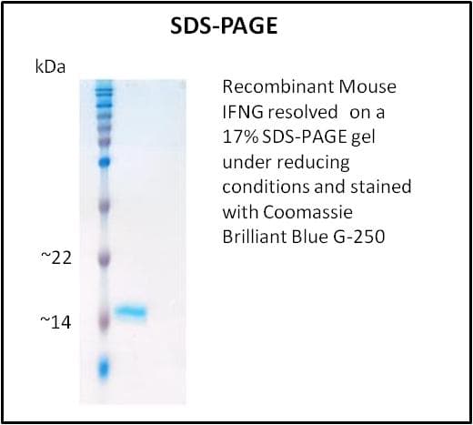 Mouse IFN Gamma / Interferon Gamma Protein (Recombinant)