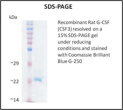 Rat CSF3 / G-CSF Protein (Recombinant)