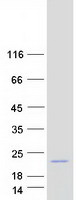 Human CNIH2 Protein (Recombinant Myc-DDK (Flag))