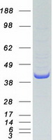 Human COPS5 / JAB1 Protein (Recombinant Myc-DDK (Flag))