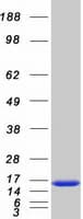Human CSTB / Cystatin B / Stefin B Protein (Recombinant Myc-DDK (Flag))