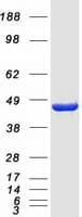 Human EIF4A2 Protein (Recombinant Myc-DDK (Flag))