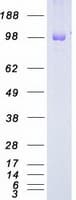 Human EPHB3 / EPH Receptor B3 Protein (Recombinant Myc-DDK (Flag))