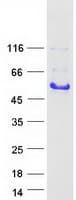 Human GAP43 Protein (Recombinant Myc-DDK (Flag))