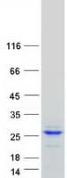 Human GH / Growth Hormone Protein (Recombinant Myc-DDK (Flag))
