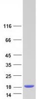 Human NUTF2 / PP15 Protein (Recombinant Myc-DDK (Flag))