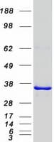 Human PITPNB Protein (Recombinant Myc-DDK (Flag))